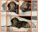 Puppy 6 Goldendoodle