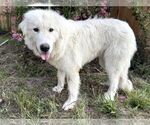 Small #6 Great Pyrenees