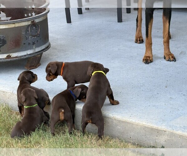 Medium Photo #12 Doberman Pinscher Puppy For Sale in MCKINNEY, TX, USA