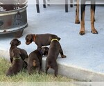 Small Photo #12 Doberman Pinscher Puppy For Sale in MCKINNEY, TX, USA