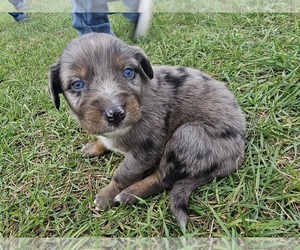 Australian Shepherd Puppy for sale in DEER RIV, MN, USA