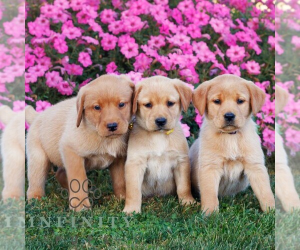 Medium Photo #2 Labrador Retriever Puppy For Sale in MORGANTOWN, PA, USA