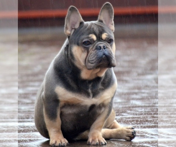 Medium Photo #1 French Bulldog Puppy For Sale in DOUGLAS, GA, USA