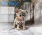 Small #1 Chihuahua