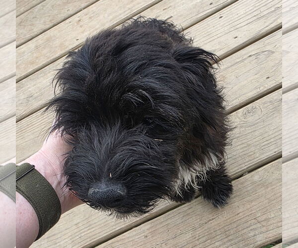 Medium Photo #3 Australian Shepherd Puppy For Sale in Brooklyn Center, MN, USA