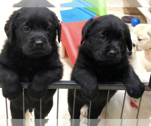 Labrador Retriever-Unknown Mix Puppy for sale in BRENTWOOD, NC, USA