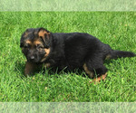Small Photo #7 German Shepherd Dog Puppy For Sale in COLETA, IL, USA