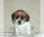 Small #4 Jack Russell Terrier-ShihPoo Mix