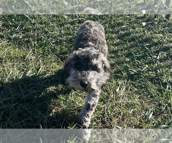 Medium Photo #10 Poodle (Toy) Puppy For Sale in WARSAW, IN, USA