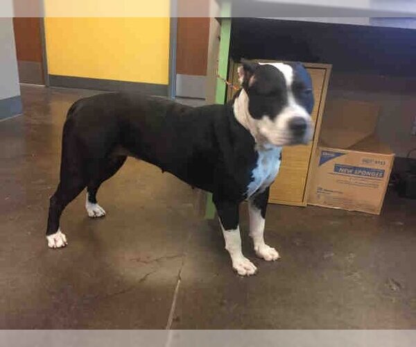 Medium Photo #1 American Pit Bull Terrier Puppy For Sale in Norman, OK, USA