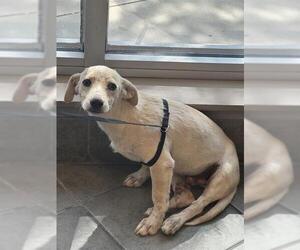Chihuahua-Unknown Mix Dogs for adoption in San Antonio, TX, USA