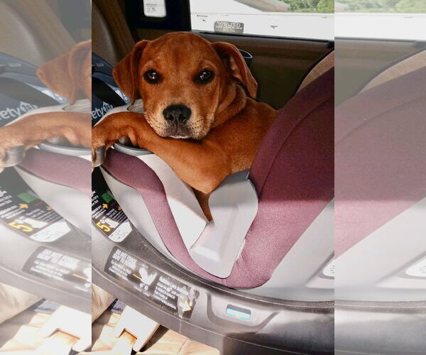 Medium Photo #3 Mutt Puppy For Sale in Harrison, AR, USA