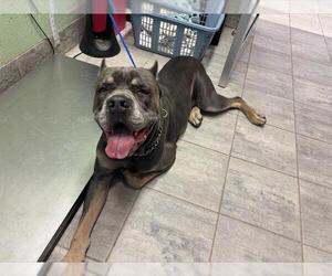 Mutt Dogs for adoption in Grand Prairie, TX, USA