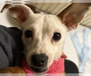 Rat Terrier Dogs for adoption in POTTSTOWN, PA, USA