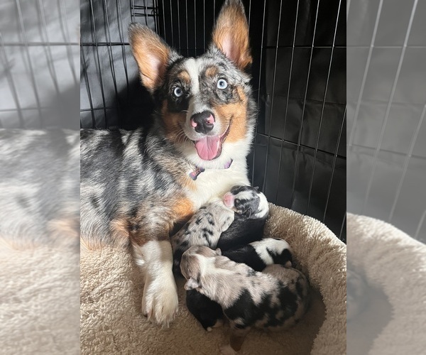 Medium Photo #1 Augi Puppy For Sale in SEARS, MI, USA