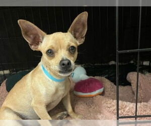 Chihuahua Dogs for adoption in Redwood City, CA, USA