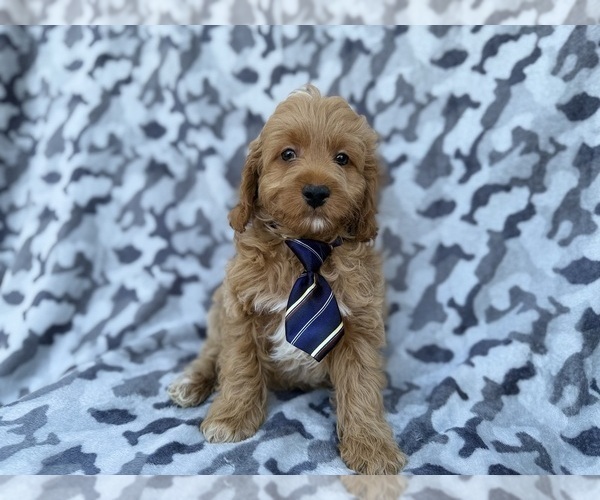 Medium Photo #7 Cock-A-Poo Puppy For Sale in LAKELAND, FL, USA