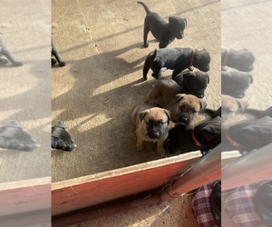 American Bulldog-Belgian Malinois Mix Puppy for sale in ANDALUSIA, AL, USA