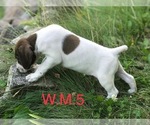 Small Photo #3 German Shorthaired Pointer Puppy For Sale in ARGONNE, WI, USA
