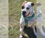 Small #4 Boxer Mix