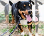 Small #2 Border Collie Mix