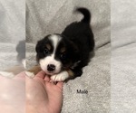 Small Photo #10 Miniature Australian Shepherd Puppy For Sale in QUINCY, CA, USA