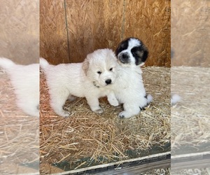 Maremma Sheepdog-Saint Bernard Mix Puppy for sale in BLANCO, NM, USA