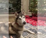 Small #4 Siberian Husky