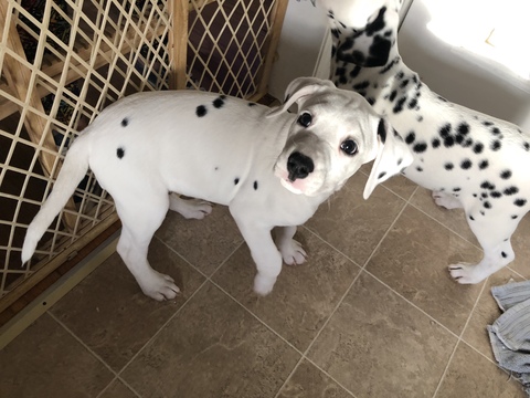 Medium Photo #11 Dalmatian Puppy For Sale in ASHEBORO, NC, USA