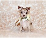 Puppy Gretchen Chihuahua