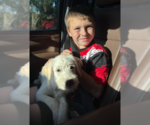 Small Photo #3 Labrador Retriever-Unknown Mix Puppy For Sale in The Woodlands, TX, USA