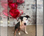 Small Staffordshire Bull Terrier