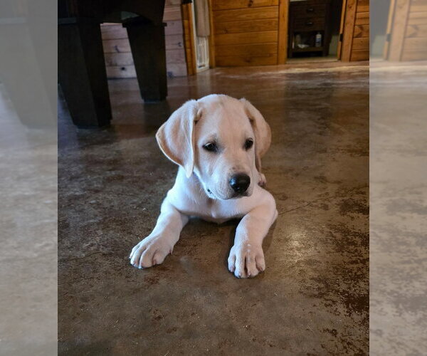 Medium Photo #4 Great Dane-Labrador Retriever Mix Puppy For Sale in Bullard, TX, USA