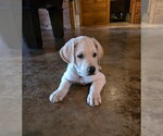 Small #3 Great Dane-Labrador Retriever Mix