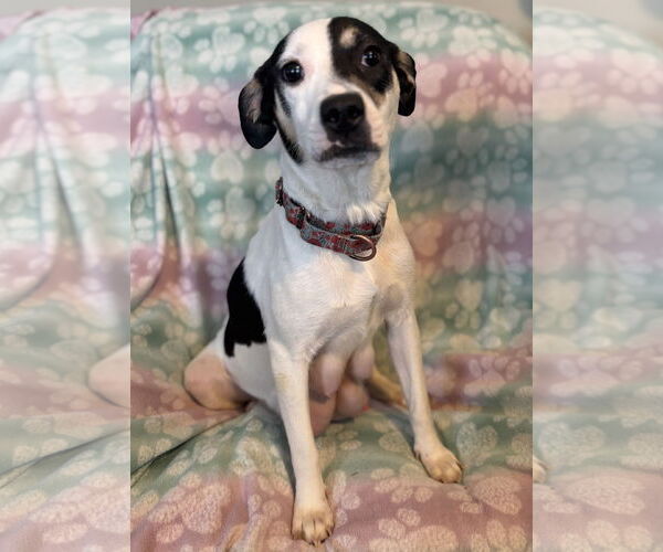 Medium Photo #4 Labrador Retriever-Unknown Mix Puppy For Sale in Brooklyn Center, MN, USA