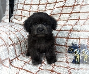 Maltipoo Puppy for sale in FRANKLIN, IN, USA