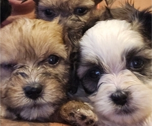 Shorkie Tzu Puppy for sale in CHICAGO, IL, USA