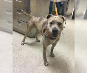 Mutt Dogs for adoption in Riverside, CA, USA
