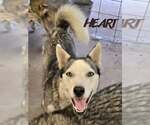 Small #6 Siberian Husky