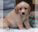 Small #2 Bernedoodle (Miniature)-Labrador Retriever Mix