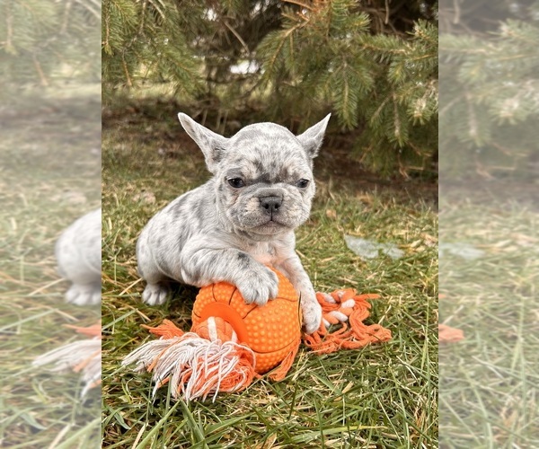 Medium Photo #1 French Bulldog Puppy For Sale in MIDDLEBURY, IN, USA