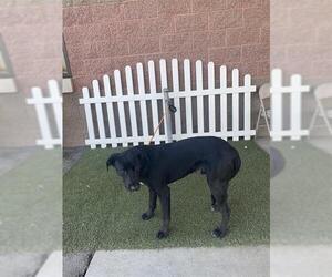 American Pit Bull Terrier-Labrador Retriever Mix Dogs for adoption in Modesto, CA, USA