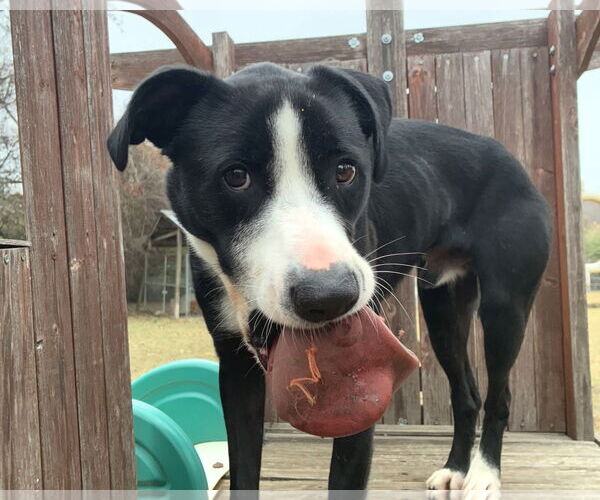 Medium Photo #1 Mutt Puppy For Sale in Anniston, AL, USA