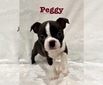 Puppy Peggy Boston Terrier
