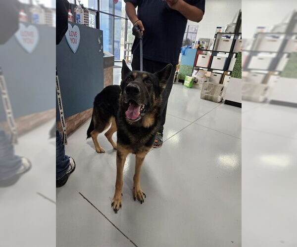 Medium Photo #1 German Shepherd Dog Puppy For Sale in Temple, TX, USA