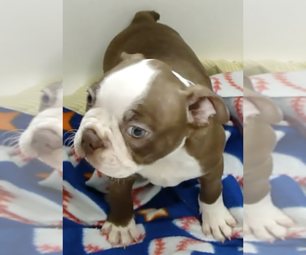 Medium Photo #3 Boston Terrier Puppy For Sale in BEND, OR, USA