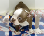 Small #2 Boston Terrier