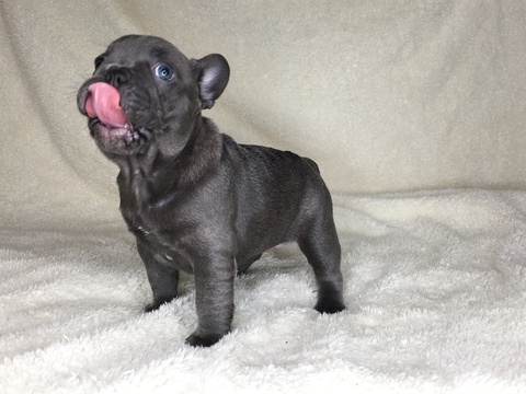 Medium Photo #1 French Bulldog Puppy For Sale in KAGEL CANYON, CA, USA