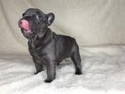 Small Photo #1 French Bulldog Puppy For Sale in KAGEL CANYON, CA, USA