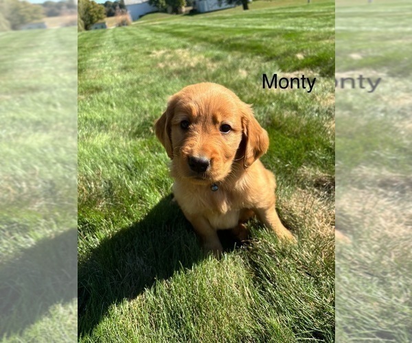 Medium Photo #7 Golden Retriever Puppy For Sale in FREDERICKSBG, OH, USA
